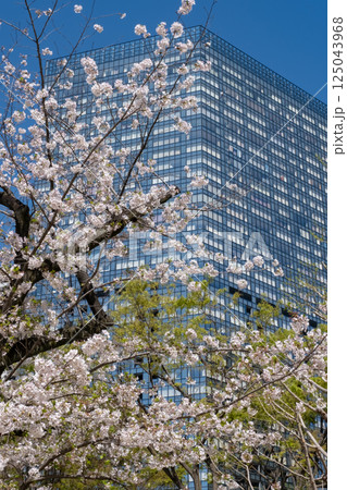西新宿 満開の桜と高層ビルの風景 西新宿 満開の桜と高層ビルの風景 125043968