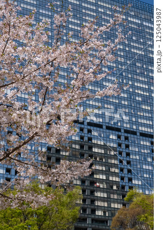 西新宿 満開の桜と高層ビルの風景 西新宿 満開の桜と高層ビルの風景 125043987