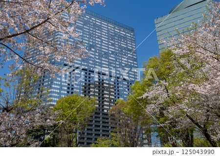 西新宿 満開の桜と高層ビルの風景 125043990