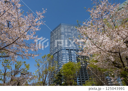 西新宿 満開の桜と高層ビルの風景 西新宿 満開の桜と高層ビルの風景 125043991