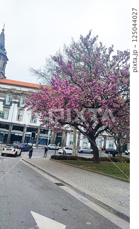 A blooming pink magnolia tree in the middle of the city of Porto, Portugal. The concept of spring in big cities 125044027