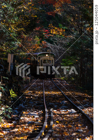 秋の長野県上松町 紅葉の赤沢自然休養林 赤沢森林鉄道 秋の長野県上松町 紅葉の赤沢自然休養林 赤沢森林鉄道 125044059