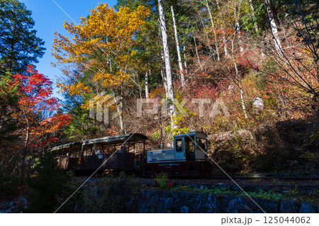 秋の長野県上松町 紅葉の赤沢自然休養林 赤沢森林鉄道 秋の長野県上松町 紅葉の赤沢自然休養林 赤沢森林鉄道 125044062
