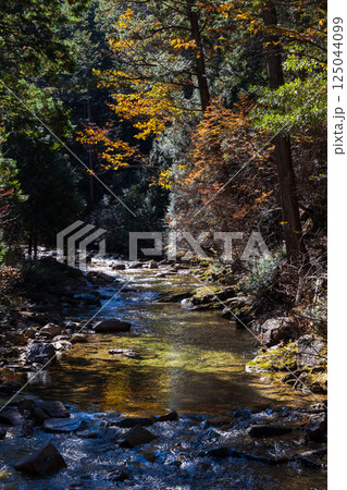 秋の長野県上松町 紅葉の赤沢自然休養林 秋の長野県上松町 紅葉の赤沢自然休養林 125044099