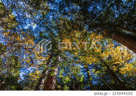 秋の長野県上松町　紅葉の赤沢自然休養林 125044103