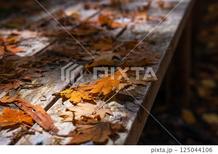 秋の長野県上松町　紅葉の赤沢自然休養林 125044106