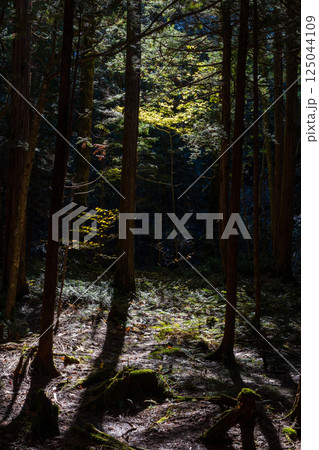 秋の長野県上松町　紅葉の赤沢自然休養林 125044109