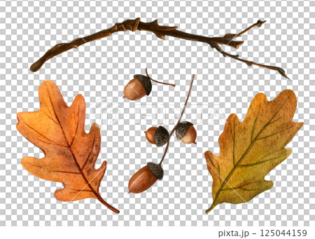 Oak branch with autumn leaves and acorns. Watercolor isolated clipart for fall and natural projects. Botanical seasonal illustration perfect for design, print, fabric, pattern, wrapping or background Oak branch with autumn leaves and acorns. Watercolor isolated clipart for fall and natural projects. Botanical seasonal illustration perfect for design, print, fabric, pattern, wrapping or background 125044159