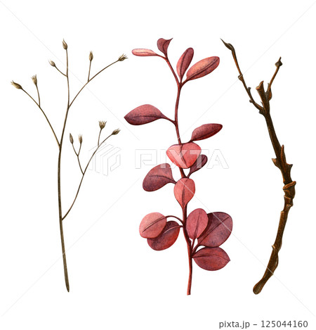 Autumn branches. Watercolor hand-painted set of different types of twigs. Perfect for botanical designs and natural themes, floral fabric, fall card, seasonal postcard, harvest, thanksgiving day decor 125044160