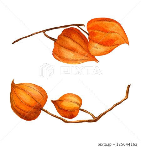 Physalis branches. Autumn botanical watercolor detailed elegant illustration. Isolated realistic twig with physalis fruit on white background. Hand painted seasonal clipart for fall holidays, prints 125044162