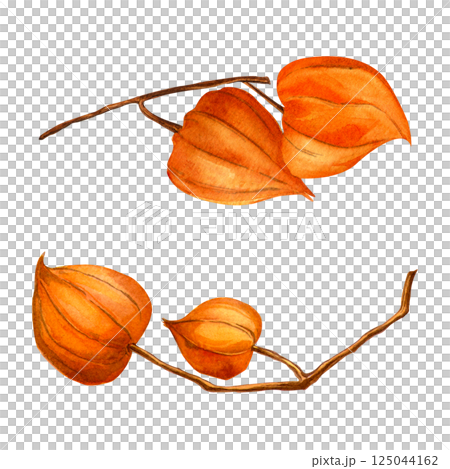 Physalis branches. Autumn botanical watercolor detailed elegant illustration. Isolated realistic twig with physalis fruit on white background. Hand painted seasonal clipart for fall holidays, prints 125044162