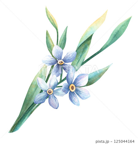 Forget-me-not branch. Hand-painted watercolor illustration of a delicate blue flowers bouquet Ideal for romantic, botanical, nostalgic design projects, romantic spring greeting card,postcard, sticker Forget-me-not branch. Hand-painted watercolor illustration of a delicate blue flowers bouquet Ideal for romantic, botanical, nostalgic design projects, romantic spring greeting card,postcard, sticker 125044164