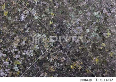 Wet, moldy concrete driveway surface with visible mold and moisture. 125044832