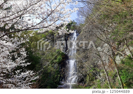 【香川県】桜咲く春の不動の滝カントリーパーク 125044889