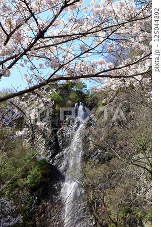 【香川県】桜咲く春の不動の滝カントリーパーク 125044892
