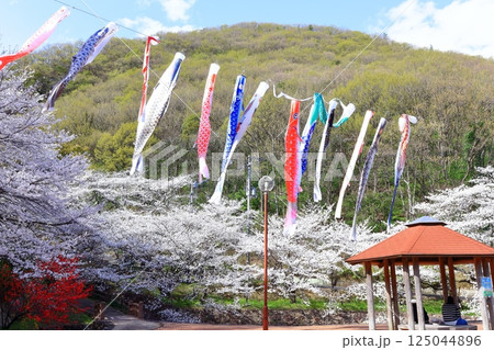 【香川県】桜咲く春の不動の滝カントリーパーク（桜と鯉のぼり） 125044896