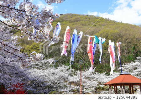 【香川県】桜咲く春の不動の滝カントリーパーク（桜と鯉のぼり） 125044898