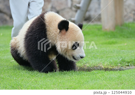 お散歩中の海浜 125044910