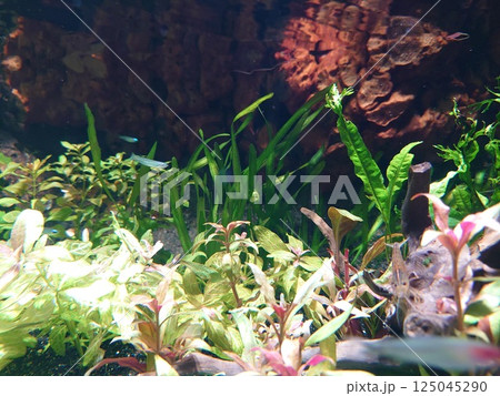 水族館　色鮮やかな水槽の中で楽しそうに泳ぐ海の生き物たち 125045290