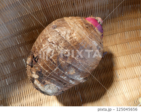 竹ザルに入れた赤芽里芋の親いもの写真 竹ザルに入れた赤芽里芋の親いもの写真 125045656