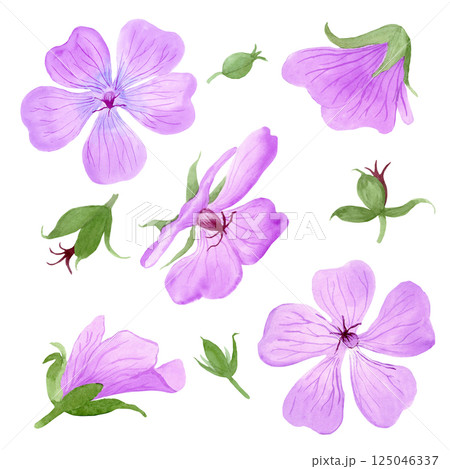 Set of light purple geranium maculatum flowers and buds by watercolor 125046337