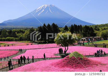 富士山と柴さくら 125046722