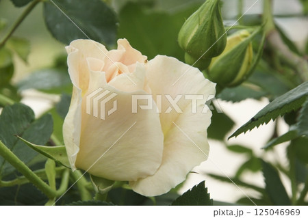 バラ 125046969