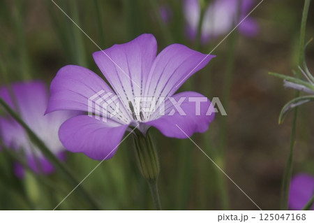 ムギナデシコ 125047168