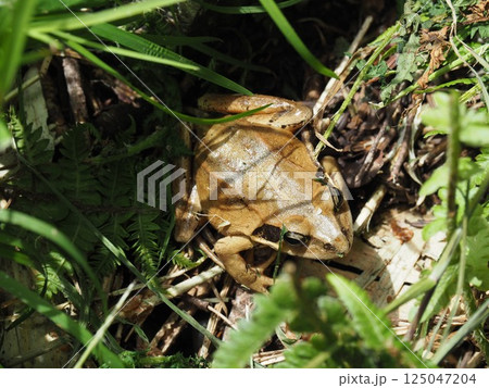 草むらから顔を出すヤマアカガエル(岩手県八幡平) 草むらから顔を出すヤマアカガエル(岩手県八幡平) 125047204