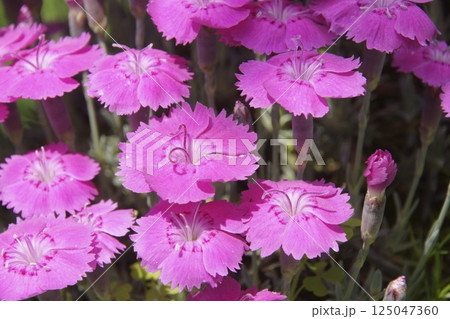 セキチク 125047360