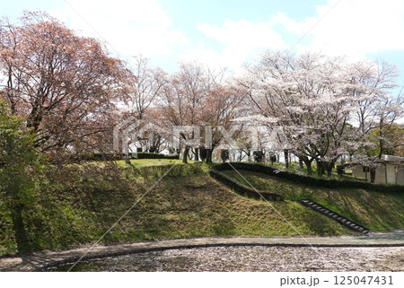 磯部桜川公園　天然記念物の桜の花が咲き誇る風景 125047431