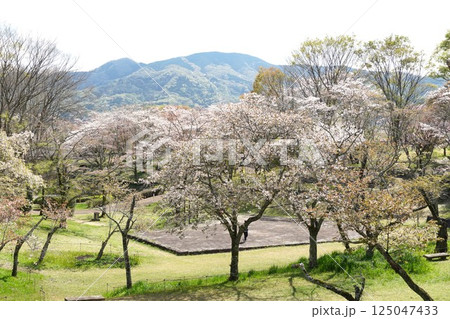 磯部桜川公園 天然記念物の桜の花が咲き誇る風景 磯部桜川公園 天然記念物の桜の花が咲き誇る風景 125047433