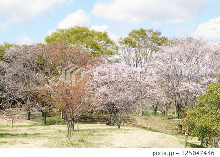 磯部桜川公園 天然記念物の桜の花が咲き誇る風景 磯部桜川公園 天然記念物の桜の花が咲き誇る風景 125047436