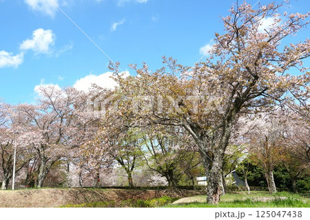 磯部桜川公園 天然記念物の桜の花が咲き誇る風景 磯部桜川公園 天然記念物の桜の花が咲き誇る風景 125047438