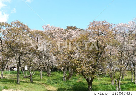 磯部桜川公園 天然記念物の桜の花が咲き誇る風景 磯部桜川公園 天然記念物の桜の花が咲き誇る風景 125047439