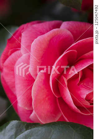 Bright Magenta Camellia Blossom with Layered Petals Bright Magenta Camellia Blossom with Layered Petals 125047492