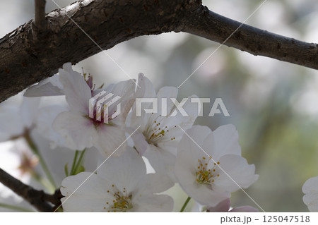 Cherry blossom Sakura tree details 125047518