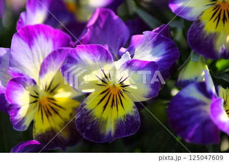 2013年4月の白澤宿のパンジー 2013年4月の白澤宿のパンジー 125047609