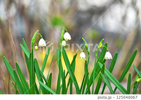 白と緑色のスノーフレークの花（春、三月） 125048067