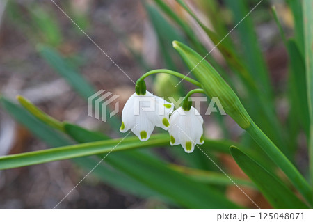 白と緑色のスノーフレークの花(春、三月) 白と緑色のスノーフレークの花(春、三月) 125048071