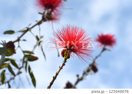 うりずんの晴天に映えるオオベニコウガンの花 うりずんの晴天に映えるオオベニコウガンの花 125048076