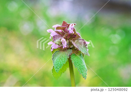 ヒメオドリコソウの花(春、三月) ヒメオドリコソウの花(春、三月) 125048092