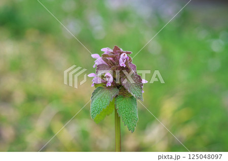 ヒメオドリコソウの花（春、三月） 125048097