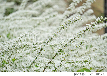 白い小さなユキヤナギの花（春、三月） 125048474