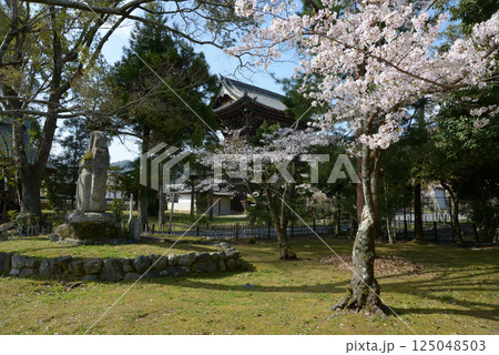 春の清涼寺　仁王門　京都市右京区嵯峨 125048503