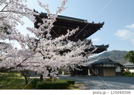 春の清涼寺 仁王門 京都市右京区嵯峨 春の清涼寺 仁王門 京都市右京区嵯峨 125048506