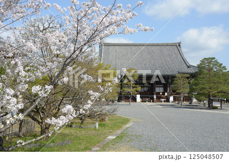 春の清涼寺　釈迦堂　京都市右京区嵯峨 125048507