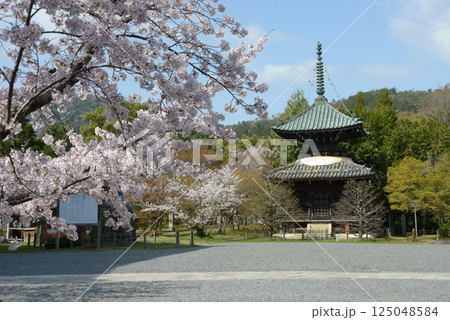 春の清涼寺　多宝塔　京都市右京区嵯峨 125048584