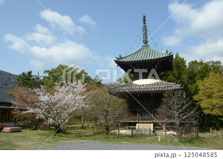春の清涼寺 多宝塔 京都市右京区嵯峨 春の清涼寺 多宝塔 京都市右京区嵯峨 125048585