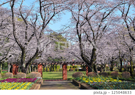 桜祭り 満開の城山公園の桜 桶川市 桜祭り 満開の城山公園の桜 桶川市 125048633